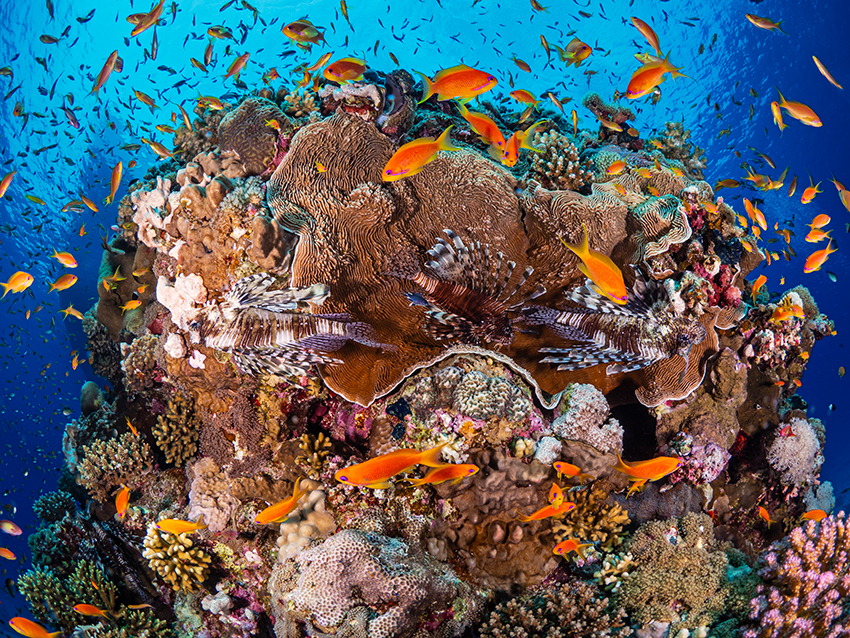 Коралловый риф с рыбами