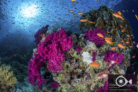 Фиолетовые кораллы