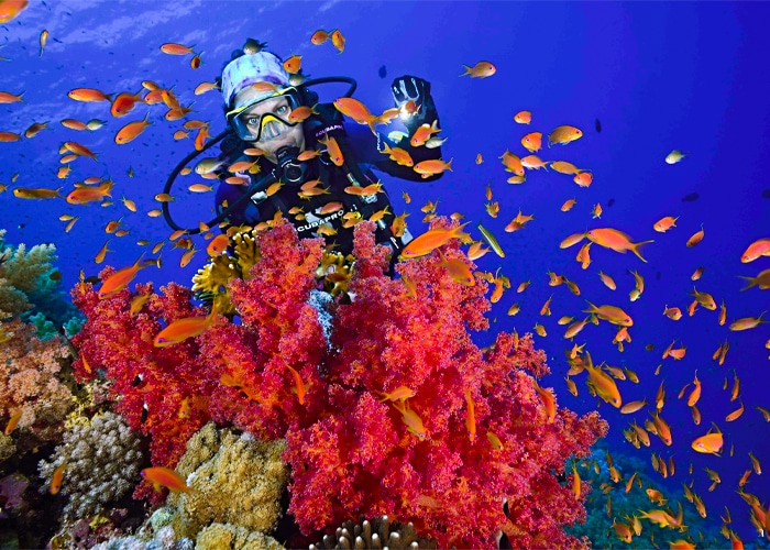 Дайвер у кораллов