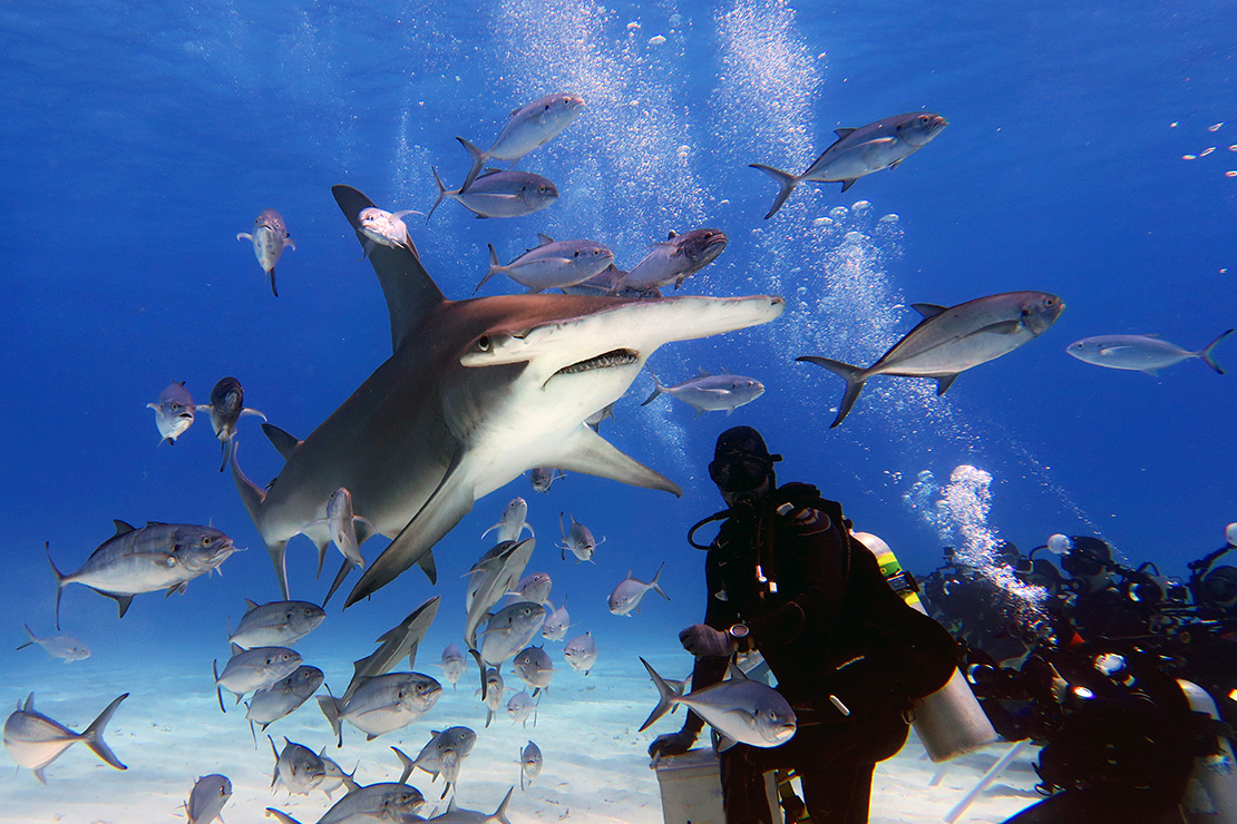 Акула-молот