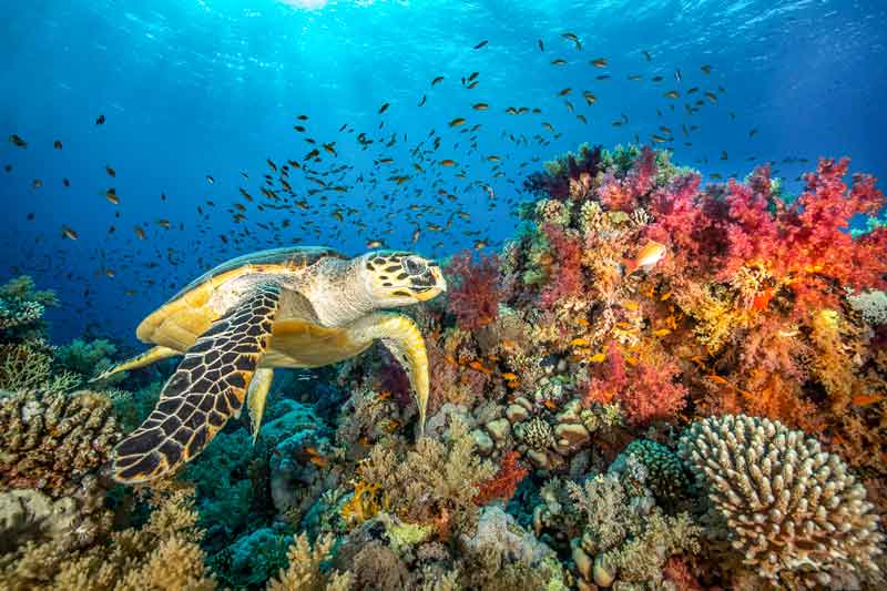 Черепаха у кораллов